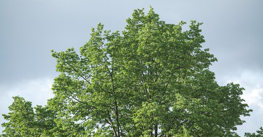 Ein grüner Baum vor blauem Himmel