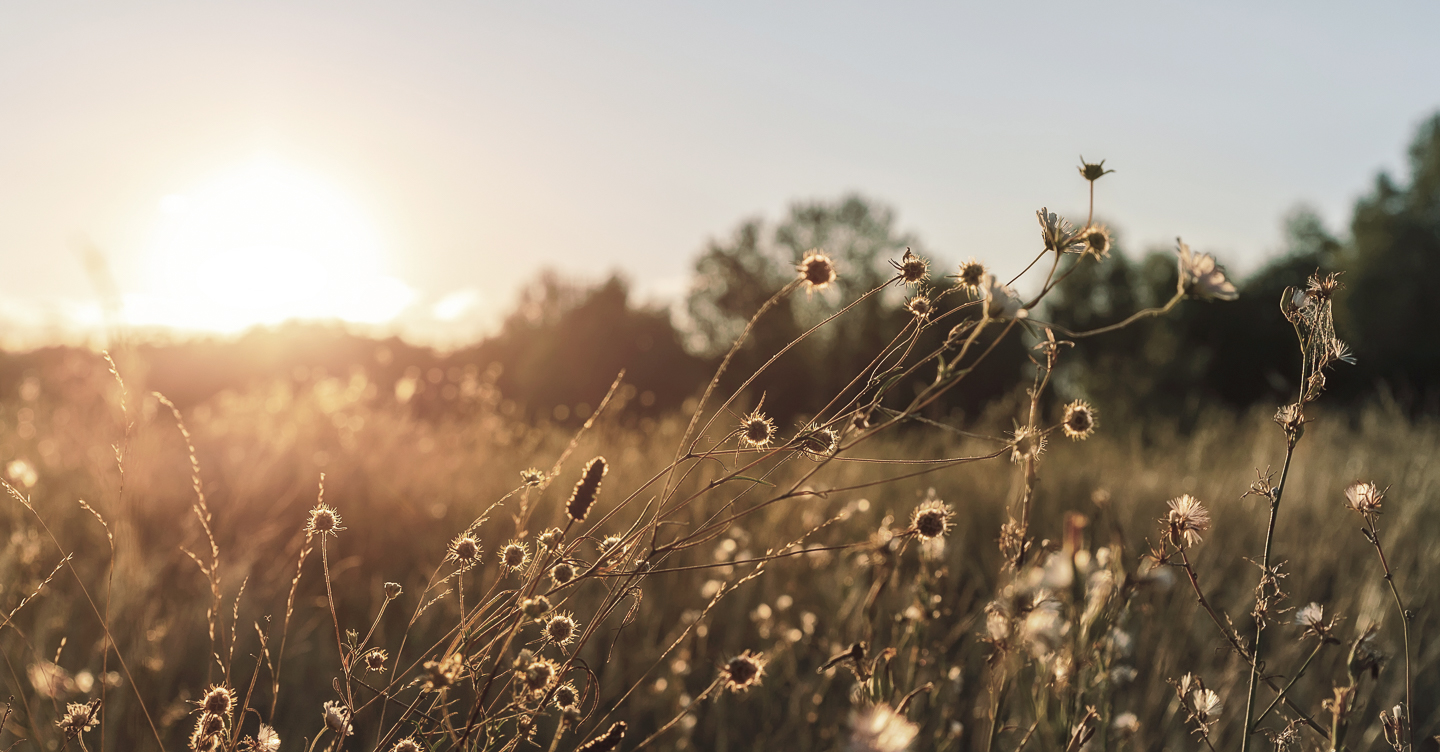 Sonnenuntergang über einem Feld